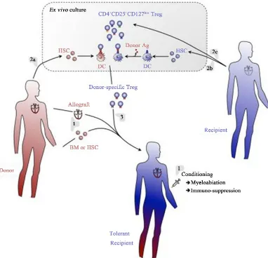 Figure 5. A regulatory T cell/hematopoietic chimerism-based protocol for induction of transplantation tolerance