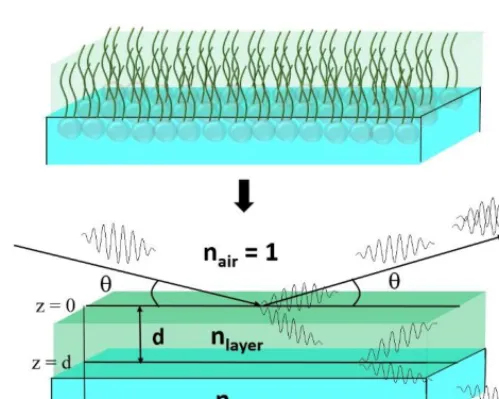 Fig. 3. (Color online). Reflection of a homogeneous monolayer of phospholipids at the air/water semi-infinite substrate