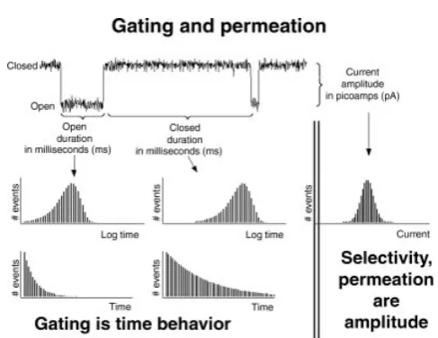 Figure 4.Gating, permeation, and selectivity. The ﬁgure shows a typical single channel record(upper left, amplitudes are typically 10 pA, durations typically 10 ms)