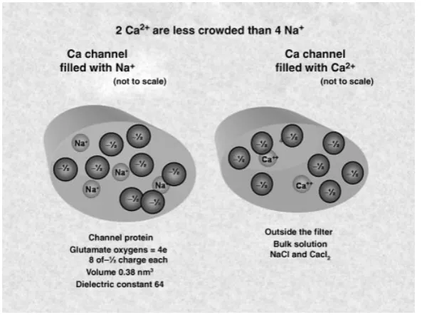 Figure 5.Reduced model of the crowded charge model of selectivity. The model is shown for theL-type calcium channel