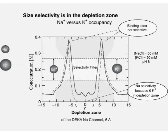 Figure 7.The number density (concentration) of ions in the selectivity ﬁlter of a DEKA (glu-tamate aspartate lysine alanine) sodium channel