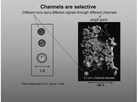 Figure 1.A “longitudinal” section of a channel structure drawn to emphasize the selectivityproperties of ion channels