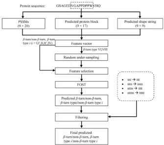 Figure 1. Scheme of our β-turns and β-turn types prediction method.                          