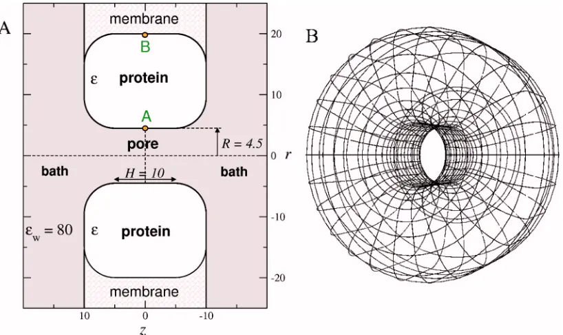 FIG. 1. �Color online� �A� Cross section of the cylindrical simulation cell. Two “bath” regions are connected via a molecular “pore,” a central cylinder ﬂankedby vestibules