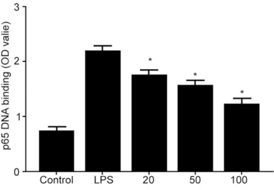 Figure 3. EGCG treatment suppressed LPS induced p65 nuclear translocation in human gingival fibro-blast