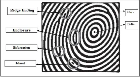 Figure 3: Fingerprint minutiae: ending and bifurcation. 