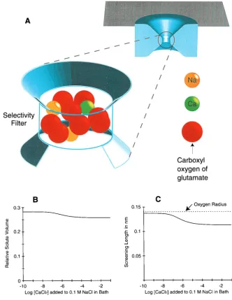 FIGURE 1(indicated on the abscissa. The ordinate showsthe fraction of the filter volume occupied bystructural oxygen ions and the mobile ionsthat partition from the bath into the filter.Same simulation as in Panel C and Fig