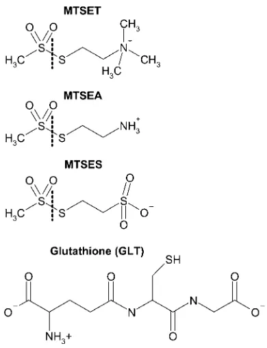 TABLE 2Occupied space by amino acids and MTScompounds in nm3