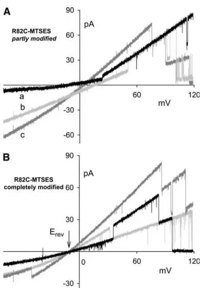 FIGURE 2Effect of chemical modiﬁcation of the trimeric OmpF proteingradients of 1//0.1 M CaClmonomer ((monomers as evident from the observation thatthe number of open monomers