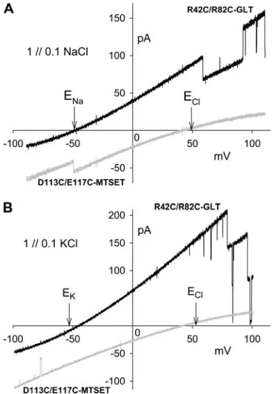 TABLE 4Cation selectivity of WT, R42C/R82C-GLT,and LECE-MTSES in gradients of 1//0.1 M NaCl(ENa = �49 mV) and KCl (EK = �53 mV)