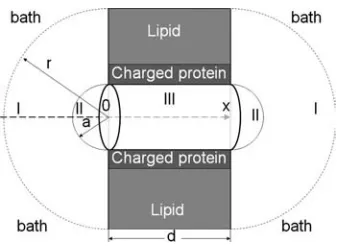 FIG. 1. Geometry of the model system under consideration. It iscomprised of a cylindrical pore and two hemispheres at the left- and
