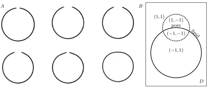 Fig. 3.1.the pore deﬁned by a pair of labeling functionsby a solid line and the diﬀusive interface (A) Cross sections of a vesicle with a hole as a function of time