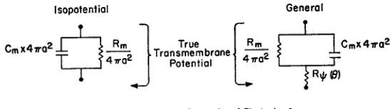 FIGURE 6. The equivalent circuit of the spherical cell. This circuit is most useful in aqualitative sense, since R, has physical meaning only when the electrode separation issmall and the space constant is large