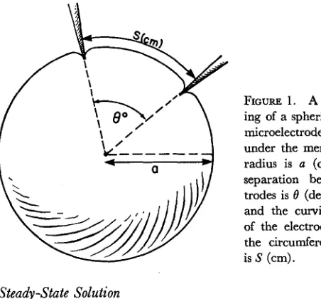 FIGURE 1. and the A schematic draw-ing of a spherical cell with twomicroelectrodes inserted justunder the membrane