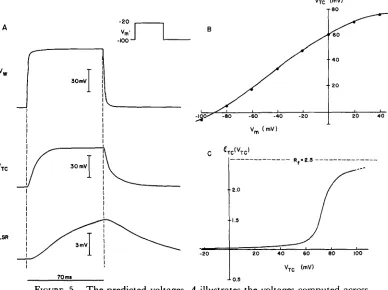 FIGURE 5. The predicted voltages. A illustrates the voltages computed across the wall of the tubules (Vw), across the membranes of the terminal cisternae 