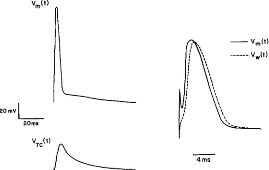 FIGURE 6. Computed action potentials. The waveforms shown illustrate the computed nonpropagating action potential as seen across the surface membrane (Vm), across the wall of the tubular system (Vw), and across the membranes of the terminal cisternae