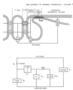 FIGURE 1. The circuit model. The upper panel shows a circuit model of the surface membrane