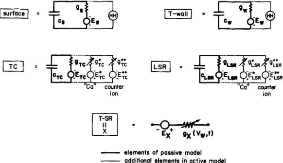 FIGURE 2. Description of the membranes of the circuit model. Each membrane is represented as a fixed (voltage-independent) capacitance in parallel with ionic pathways