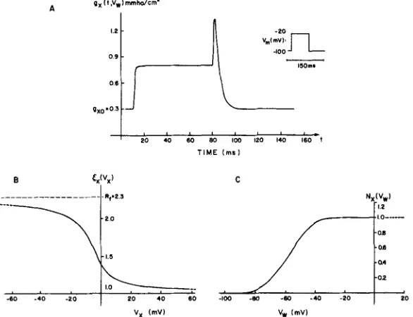 FIGURE 3. The time and voltage dependence of the ionic pathway postulated off because of instantaneous rectification, which depends, in effect, on the evident in Fig