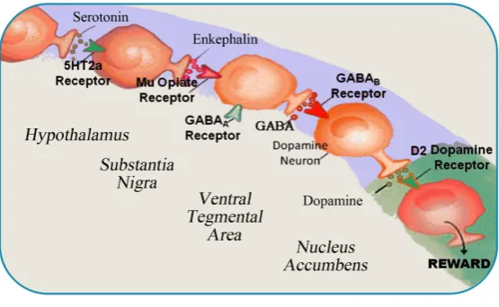 Figure 2. Brain Reward Cacade (with permission [165]). Serotonergic genes and addictive behavior