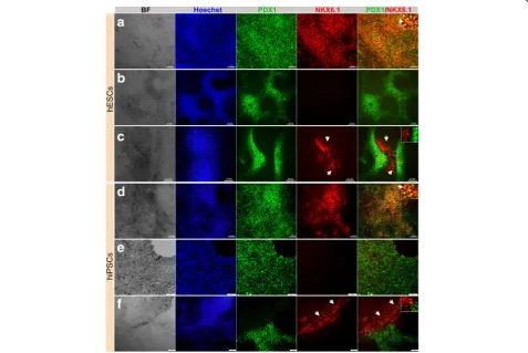 Fig. 2 Differentiation of hPSC-derived definitive endoderm into different populations of MPCs using protocol 1