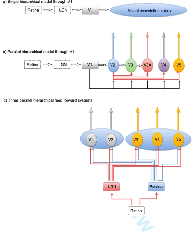 Figure 1. Schematic representation of different views of how the visual brain  is organized