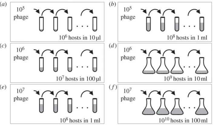 Figure 1. Experimental design. 