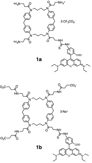 Figure 1. Cationic and anionic cyclophanes bearing a rhodamine moiety 1a and 1b.                         