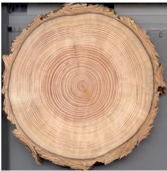 Fig. 1. Cross section of a Pseudotsuga menziesii showing almost perfect tree-rings