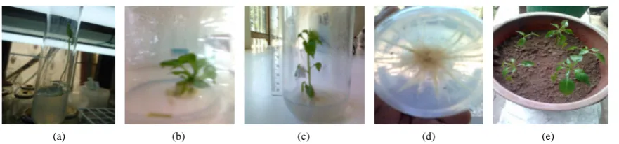 Figure 1. (a) An in vitro germinated seed of C. annum L. on PGR free MS medium after two weeks; (b) Micro shoots multiplied on 3 mg/l BAP + 2 mg/l kinetin after three weeks; (c) Elongated and rooted plantlet on MS + 0.5 mg/l IBA after three weeks; (d) Bott