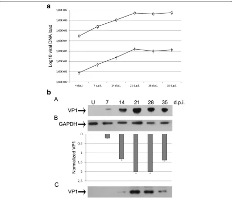 Fig. 1 aquantified by densitometry (ImageJ software), and normalized to host cell number (VP1/GAPDH) (Panel B)