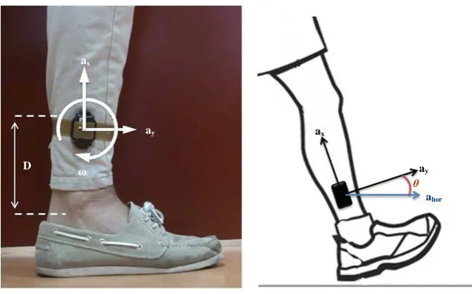 Figure 2. Frame schema: the IMU is located on the shank side, in sagittal plane. The angular velocity ω is clock wise positive