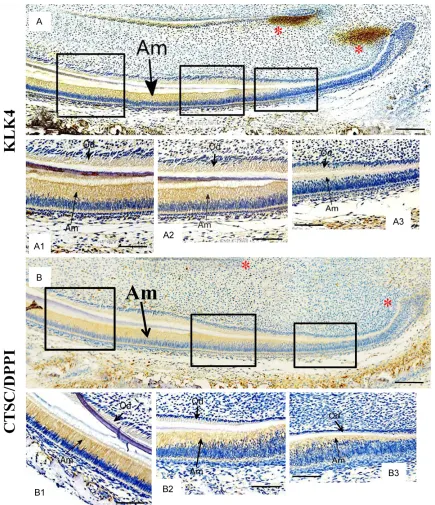 Figure 3. KLK4 expression and DPPI distribution in mouse P5 incisor.The KLK4 immunohistochemistry results in P5 incisor (A)