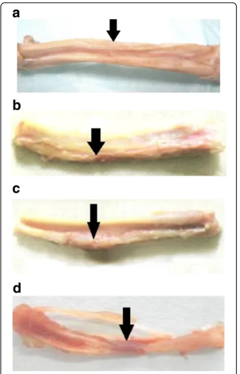 Table 3 Callus density values in rats at different times afterdefect operation (x ± s)