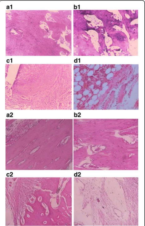 Fig. 5 Histological image of bone repair.surgery;lamellar bone structure and the bone marrow cavity appeared, and itsvascular arrangement was uniform in the ADSCs osteogenesis group,irregular in the ADSCs group.was mainly fibrous.fibrous tissue of the blan