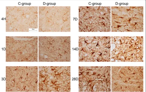 Fig. 3 GFAP staining comparison between groups C and D. The peak of GFAP expression in group D occurred earlier than in group C, and GFAPexpression was down-regulated compared to group C (bar = 20 μm)