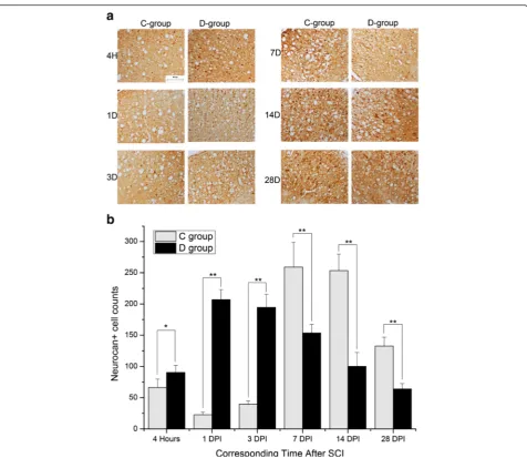 Fig. 4 Neurocan staining comparison between groups C And D. Neurocan expression pattern was different in groups C and D, as shown in (a(×200; bar = 40 μm)