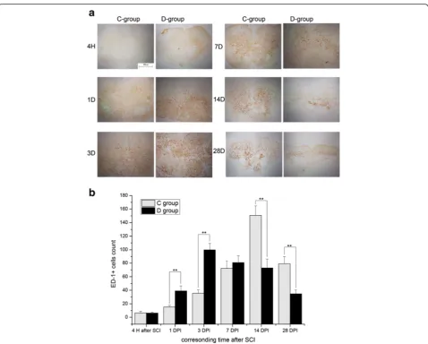 Fig. 5 ED1 staining comparison between groups C And D. ED1-positive cells in group D was much higher than that in group C at 1 and 3 DPI,and equivalent at 7 DPI