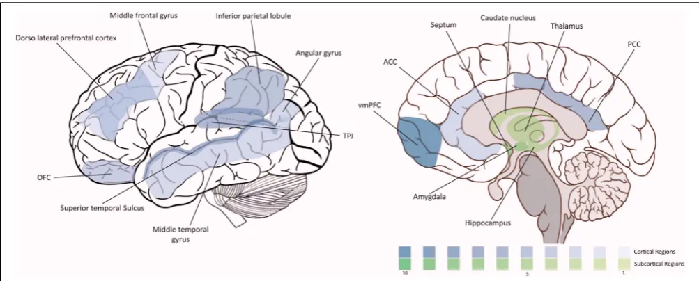 FIGURE 1 | Density of moral neuroscience studies. The intensity of the color is proportional to the number of the citations of the corresponding region in thearticle.