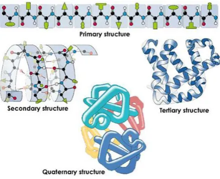 Figure 1.Hierarchical level of protein structure [3] 