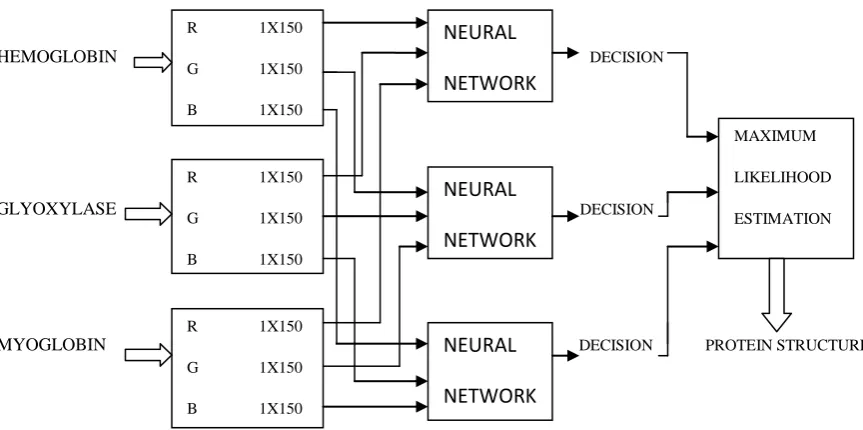 Figure 5.Images of protein 