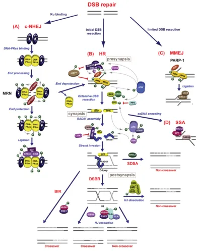 Figure 2: Schematic representation of pathways involved in eukaryotic DSB repair adapted from 