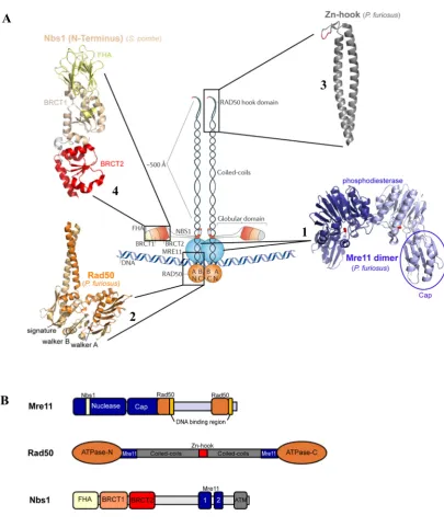 Figure 3: Schematic and structural overview of the Mre11:Rad50:Nbs1 complex. (A) Schematic panel: interaction regions (orange), the two proposed DNA binding sites (yellow) and the eukaryotic Nbs1 interaction region (crème) are highlighted