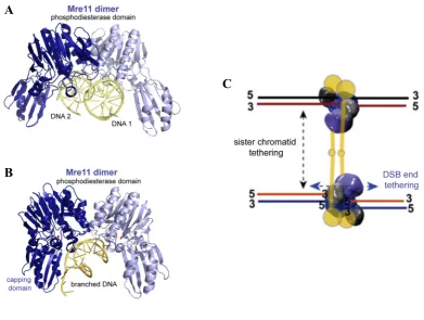 Figure 6: P. furiosus Mre11 dimer bound to DNA and hypotethical DNA bridging model adapted from Williams et al., 2008