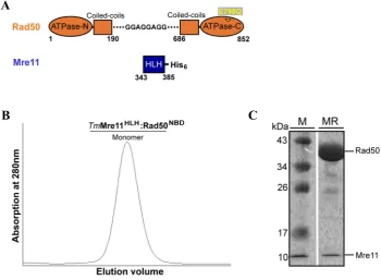Figure 7: Construct design and purification of T. maritima 15% SDS-Gel proves the purity of the protein complex