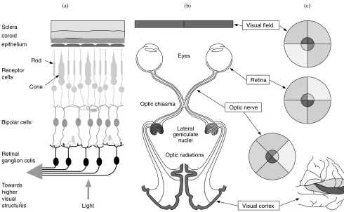 Figure 1. (a) Schematic representation of the visual pathways from the eye to the visual cortexwith an indication of the hemiﬁeld segregation at the level of the chiasma