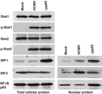 Fig. 6. Immunofluorescent localization of factors known to regulate IFN- IFN-responsive genes