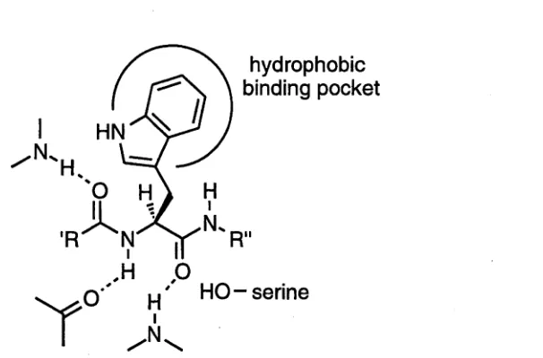 Figure 1. A peptide containing a tryptophan residue complexed in the active site of Chymotrypsin.
