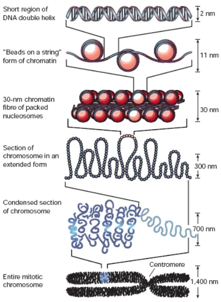 Figure 2 Chromatin foldingfibres are observed at interphase, these can be further compacted into fibres of around 700nm diameter and finally fully condensed mitotic chromosomes occur during mitosis and meiosis 