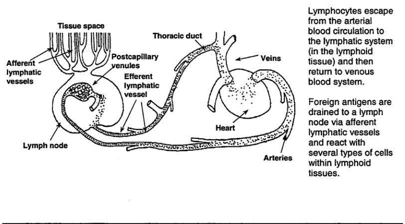 Figure 1.1: The pathway of lymphocyte recirculation_____________________________________
